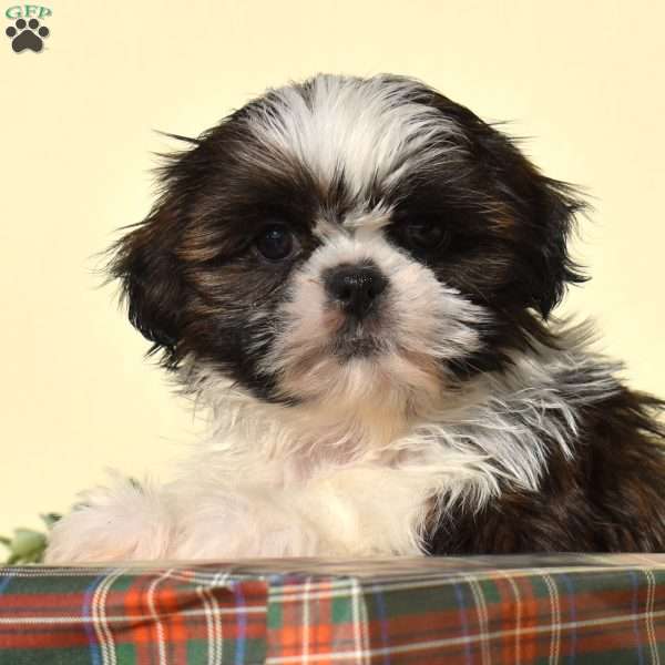 Bella, Shih Tzu Puppy